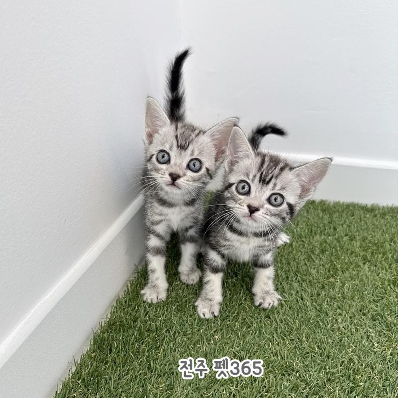 아메리칸숏헤어 (유미&나미)