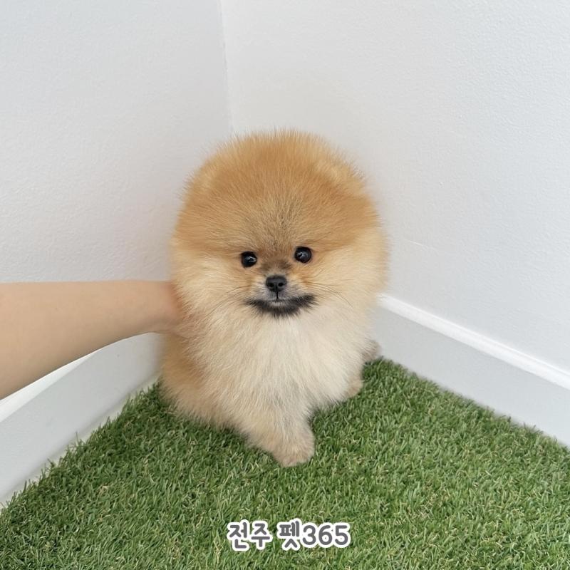 포메라니안 (모카)