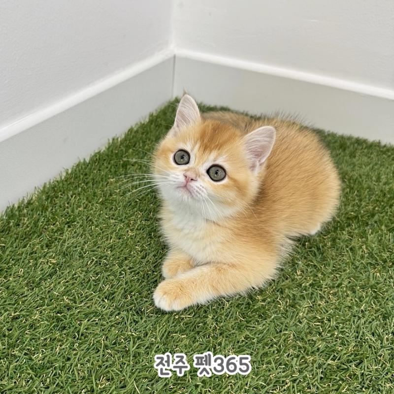 브리티쉬숏헤어 (뽀뽀)