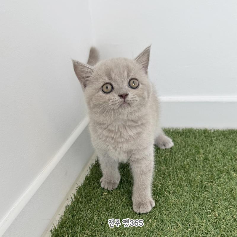 브리티쉬숏헤어 (빵실이)