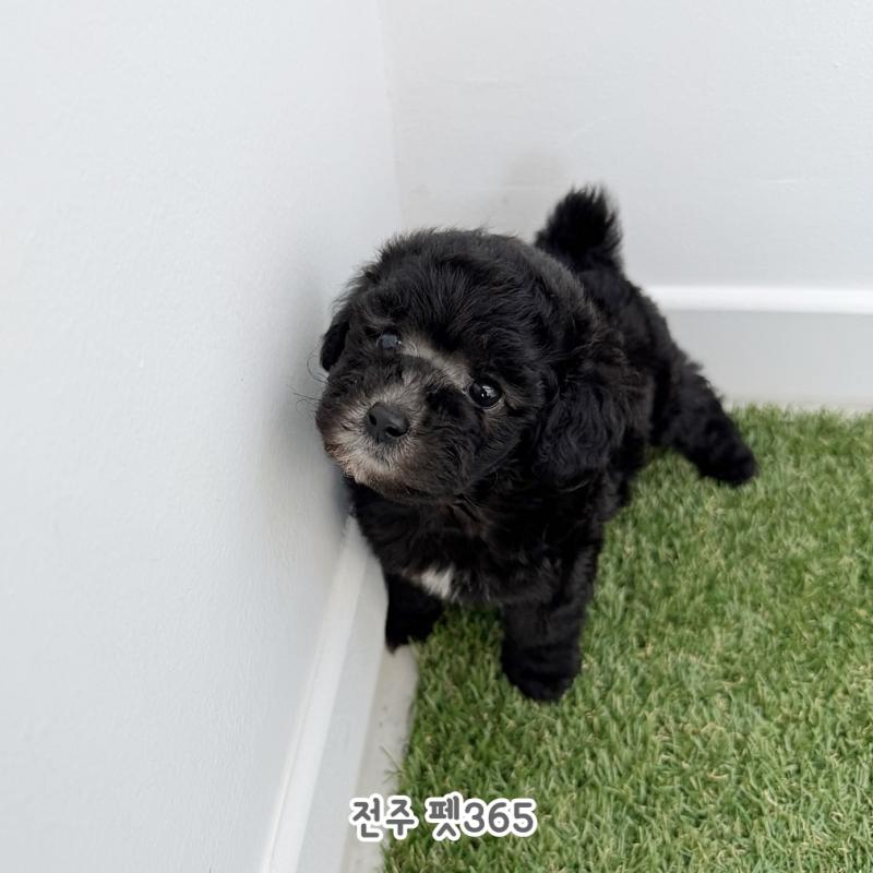 실버푸들 (밤이)