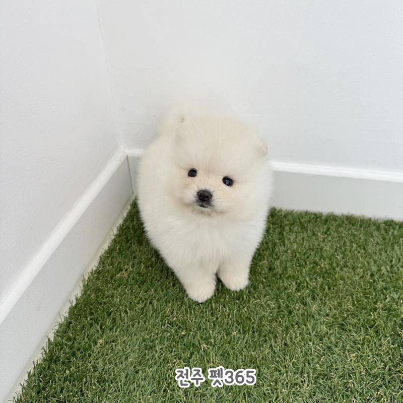 포메라니안 (곰쥬)