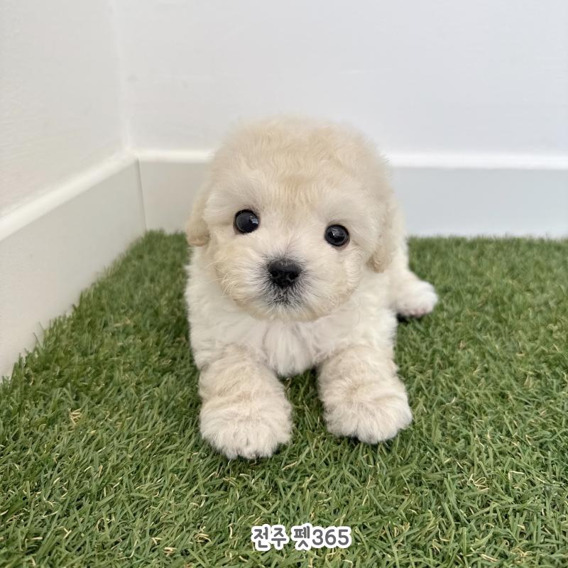 말티푸 (뚜비)