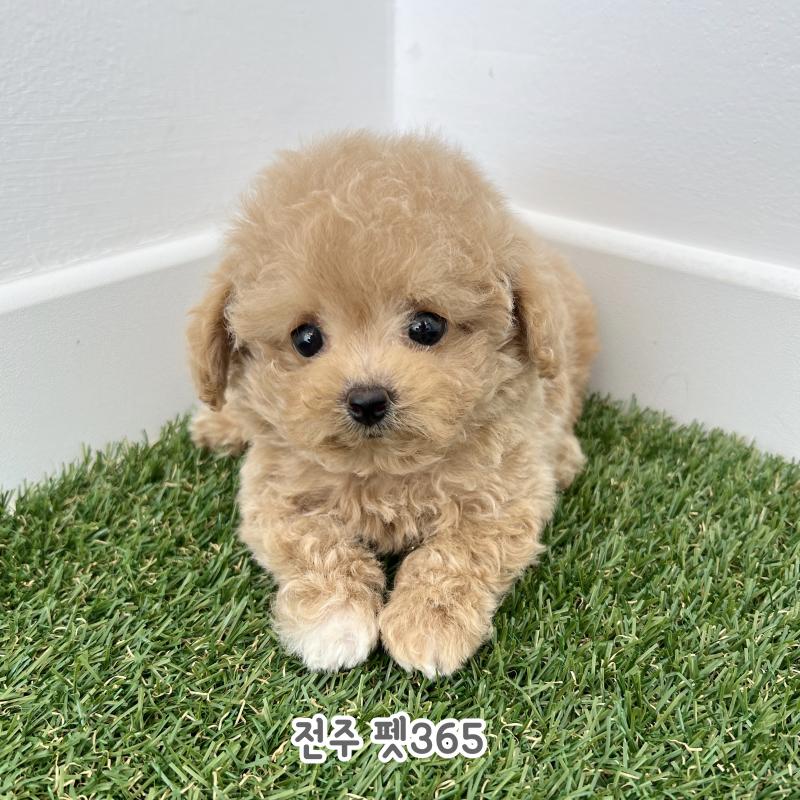 타이니푸들(밤비)