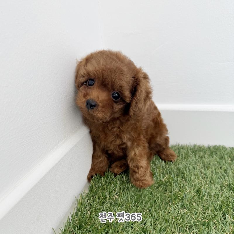 토이푸들 (가을이)