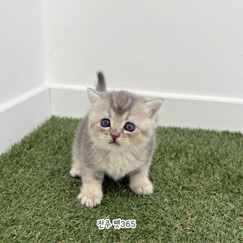 브리티쉬숏헤어 (방울이)