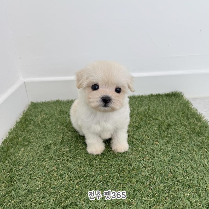 말티푸 (아라)