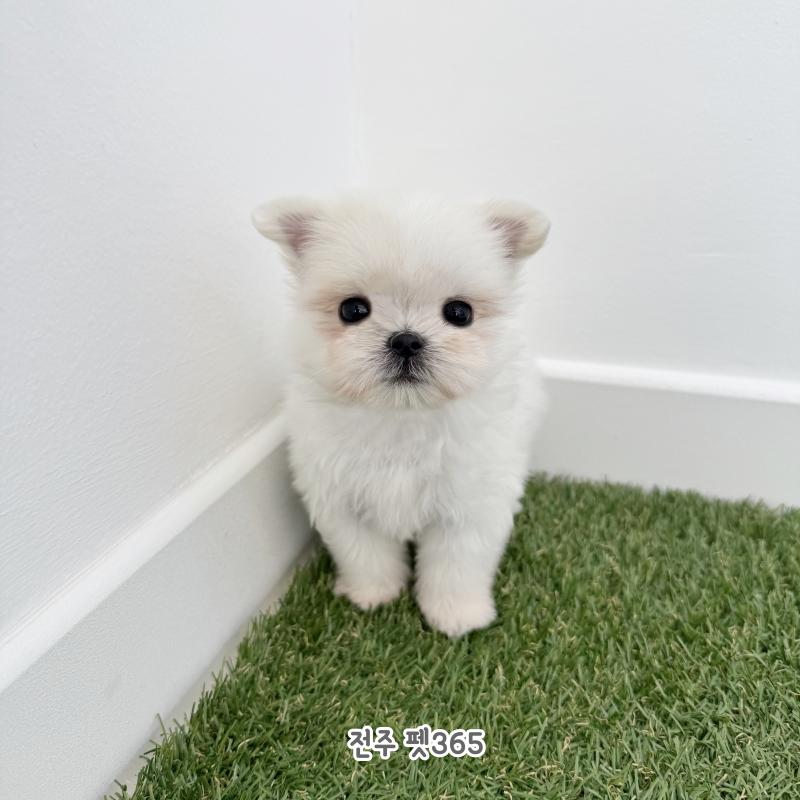 말티즈 (잼잼이)