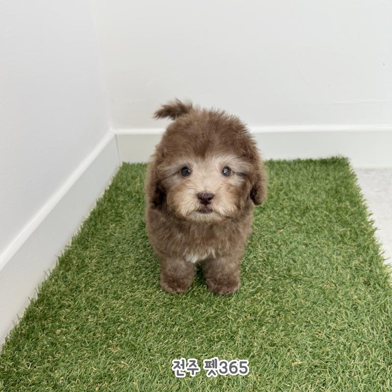 카페오레 푸들 (아또)