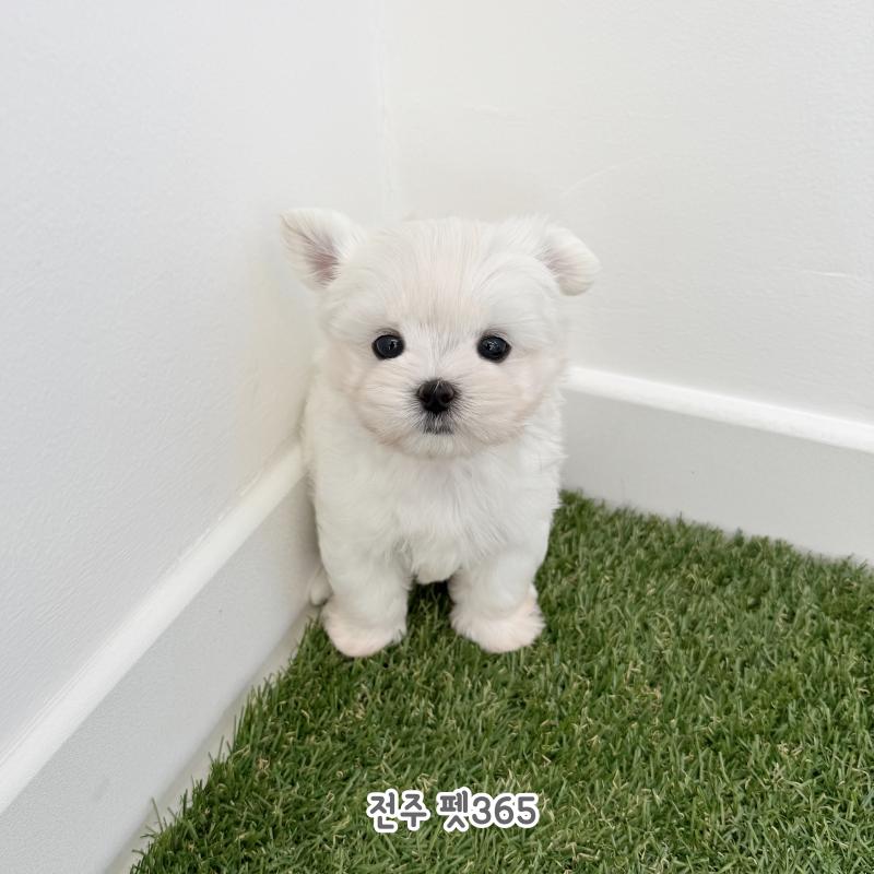 말티즈 (포롱이)
