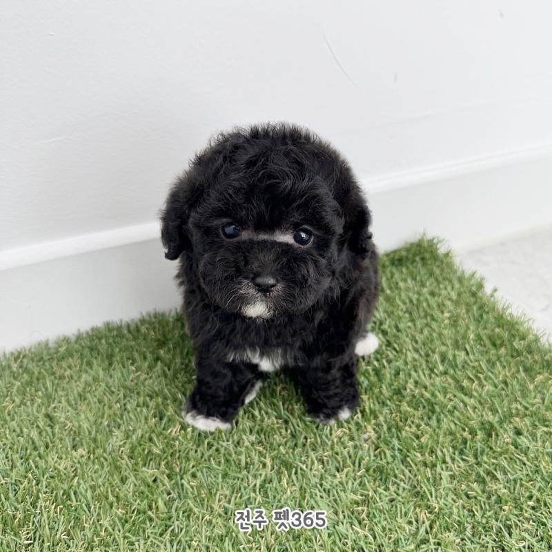 토이푸들 (까망이)