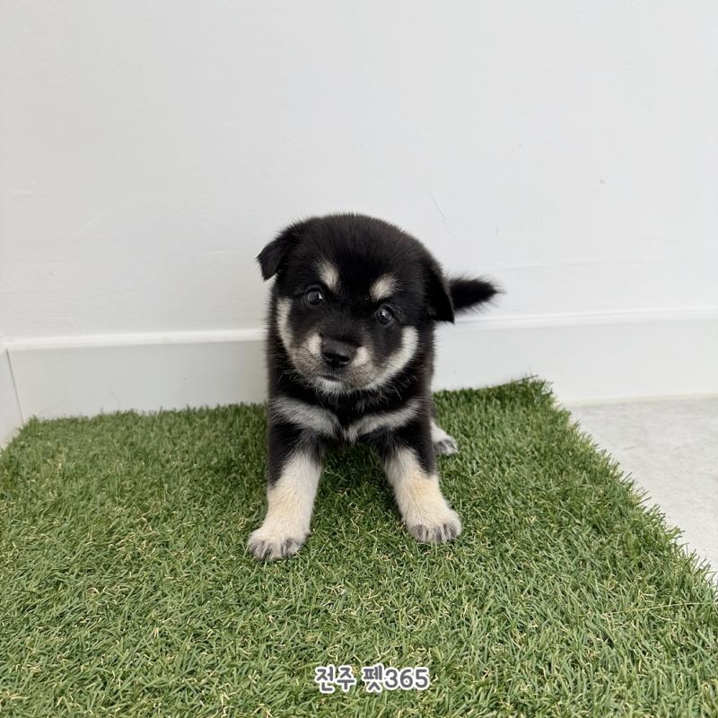 블랙탄 시바이누 (소다)