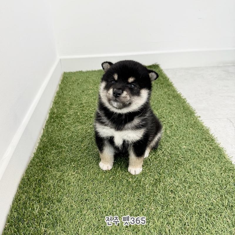블랙탄 시바이누 (레오)