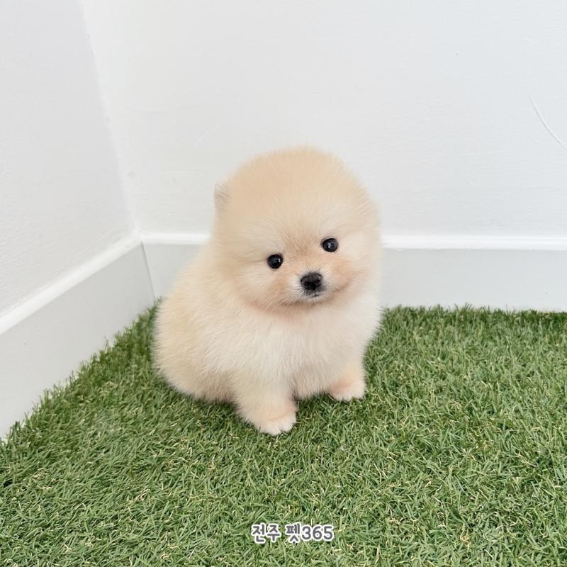 포메라니안 (송이)