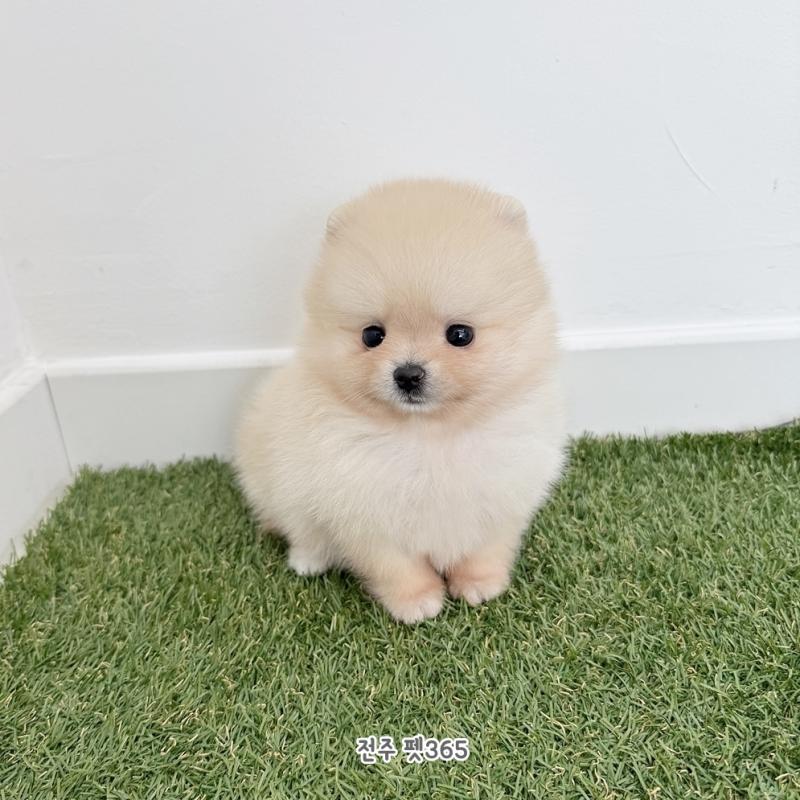 포메라니안 (솜이)