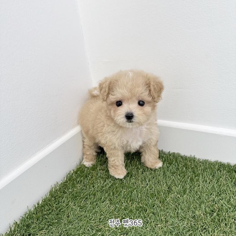 말티푸 (몽이)