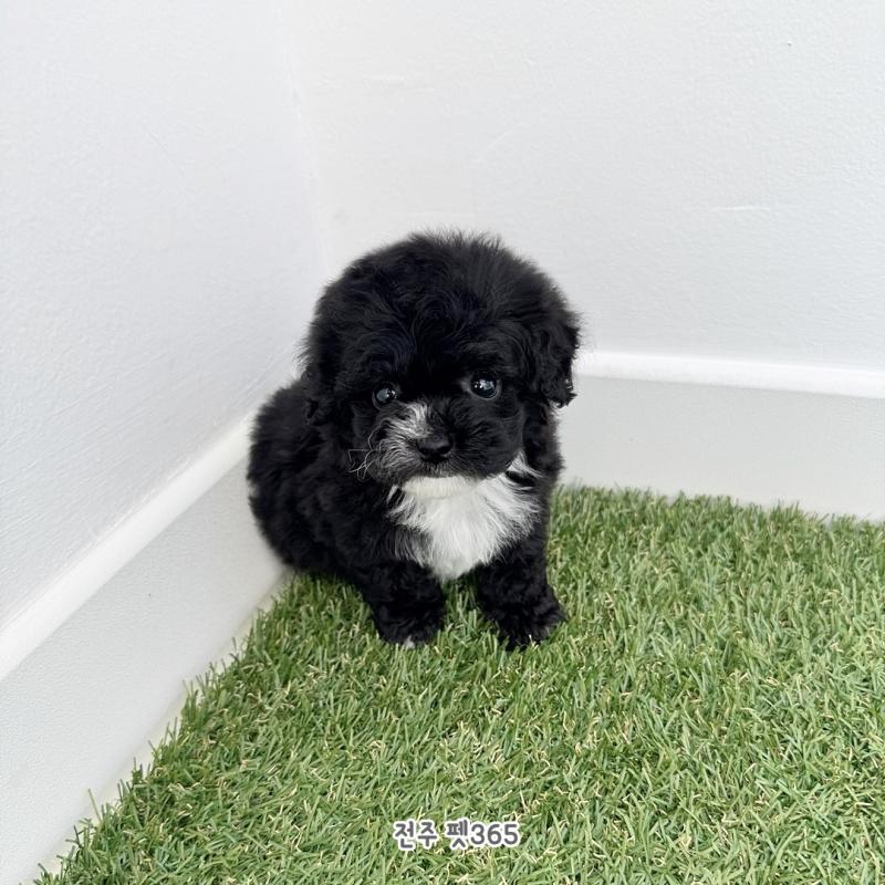 토이블랙푸들 (토리)