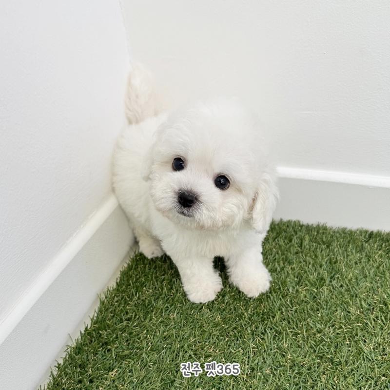 미니비숑프리제 (이슬이)