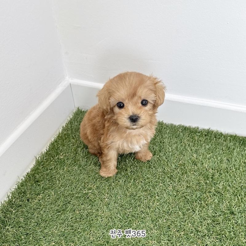 말티푸 (짹짹이)