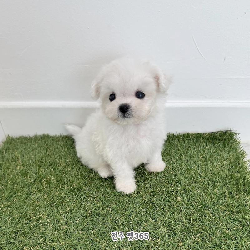 미니비숑프리제 (머랭이)