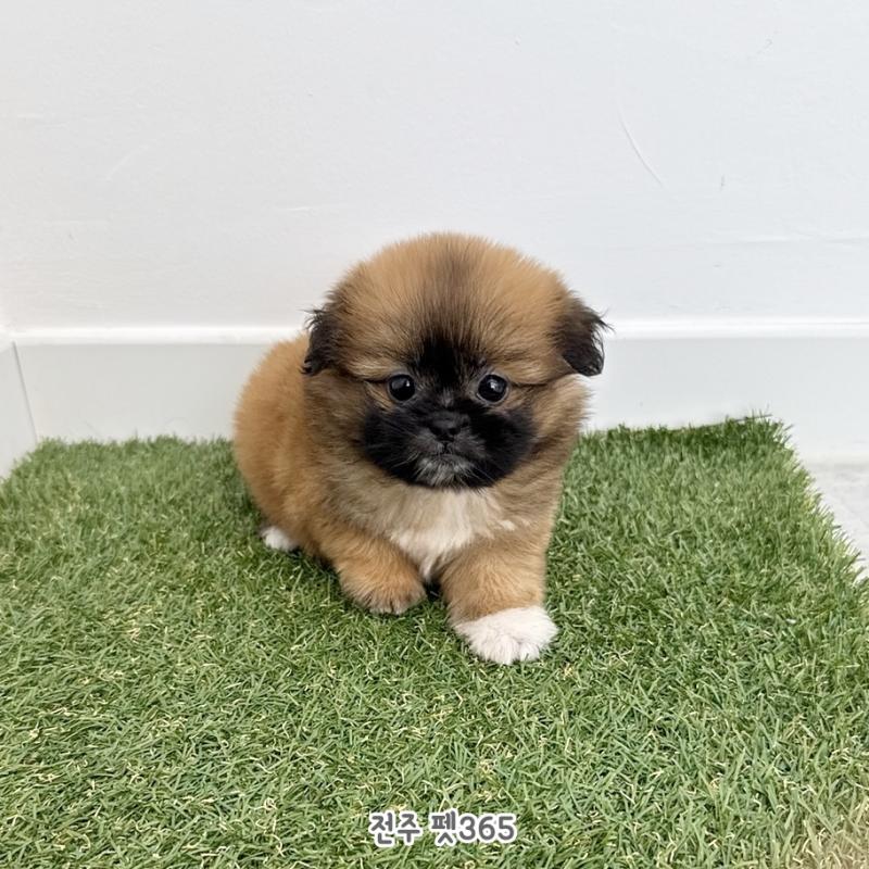 폼시츄 (피넛)
