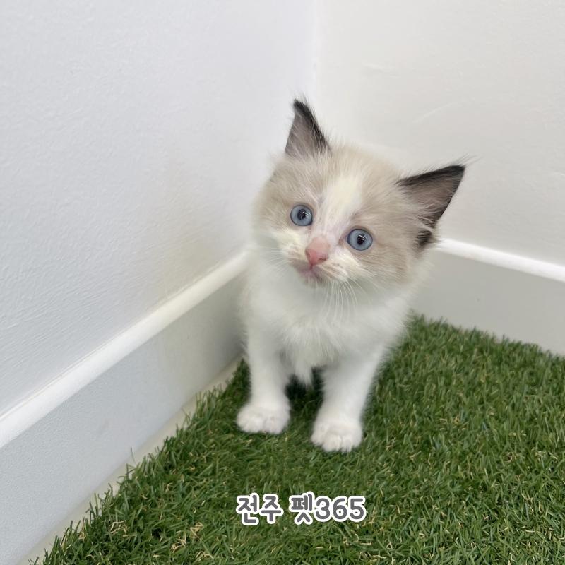 랙돌 (말랑이)