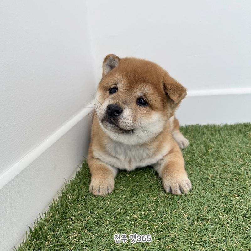 시바이누 (빵빵이)