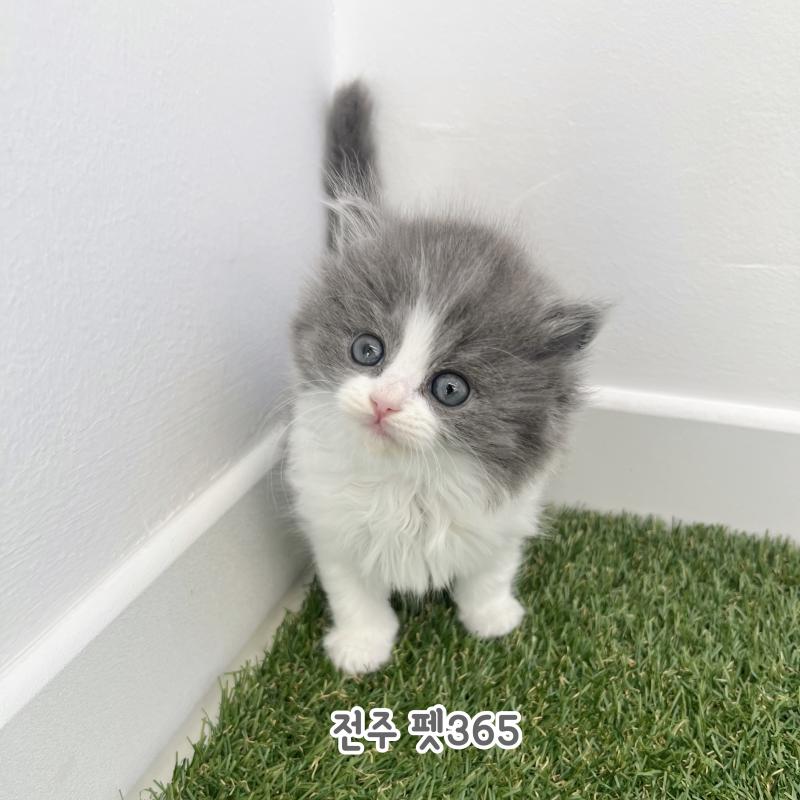 노르웨이 숲 (뽀용이)