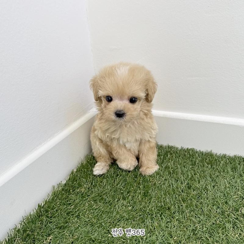 말티푸 (건빵이)