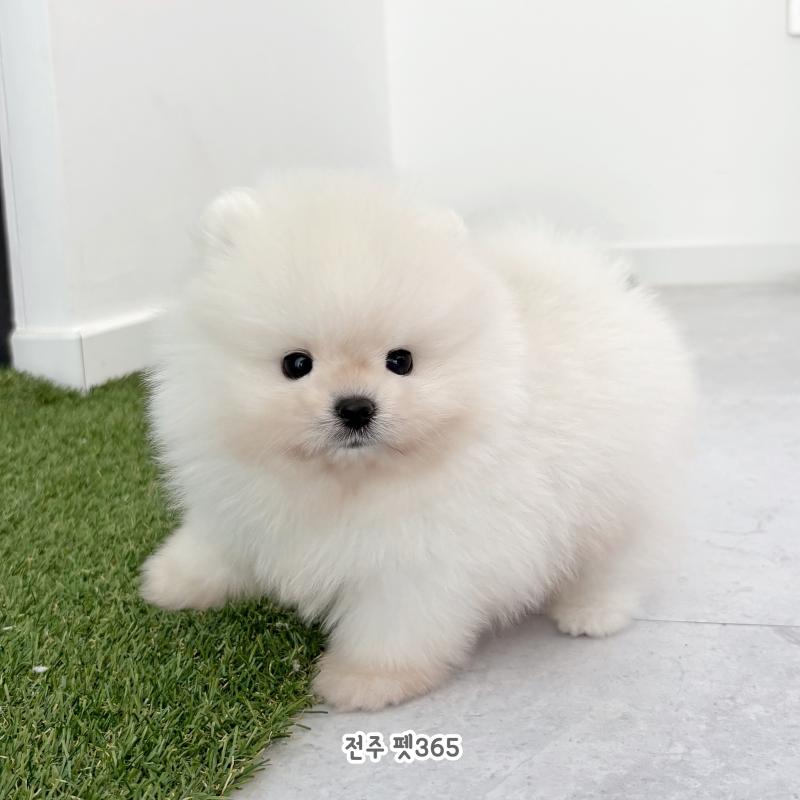 포메라니안(북극이)