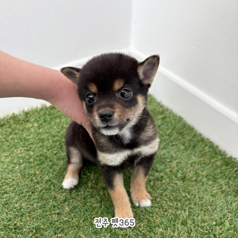 마메시바 (피오)