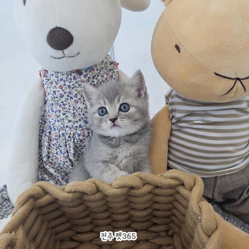 브리티쉬숏헤어 (밍밍)