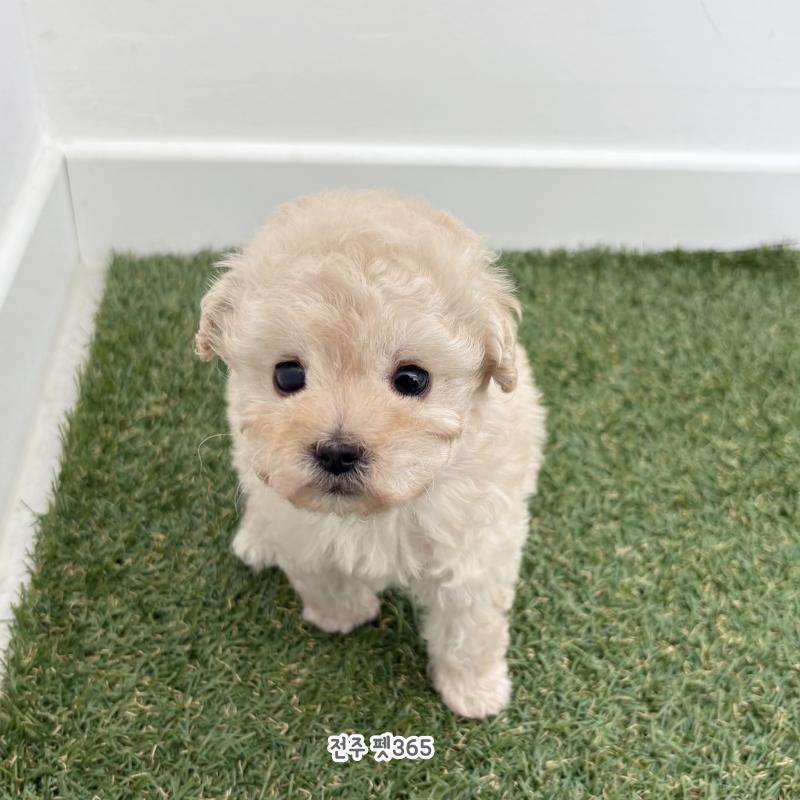 토이크림푸들 (바닐라)