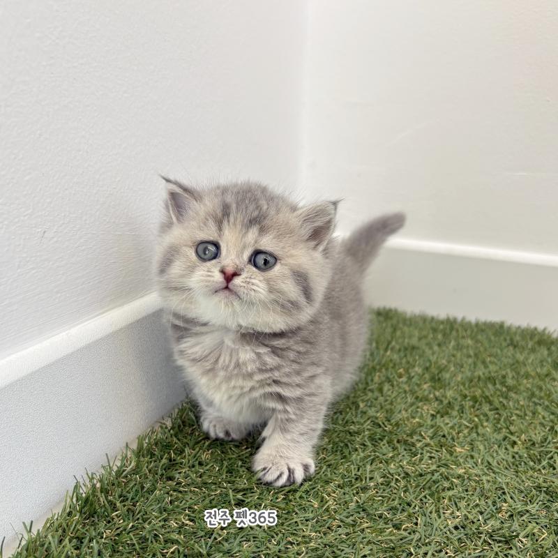 먼치킨(마롱이)