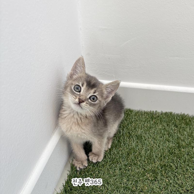 아비시니안 (요미)