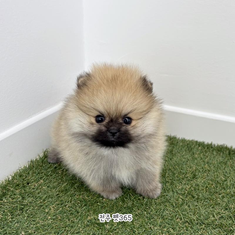 포메라니안 (벨라)