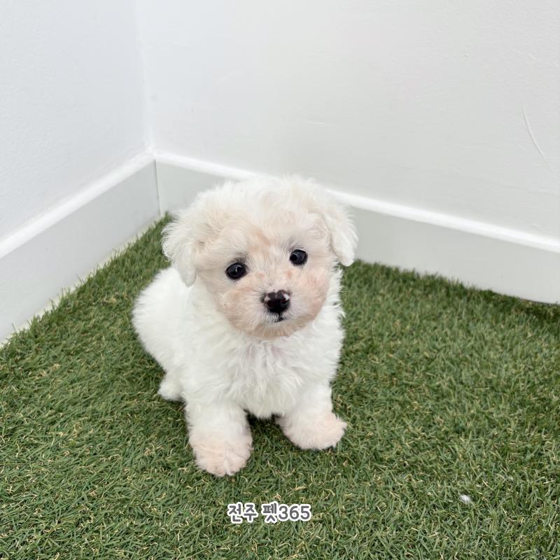 비숑프리제 (쥬디)