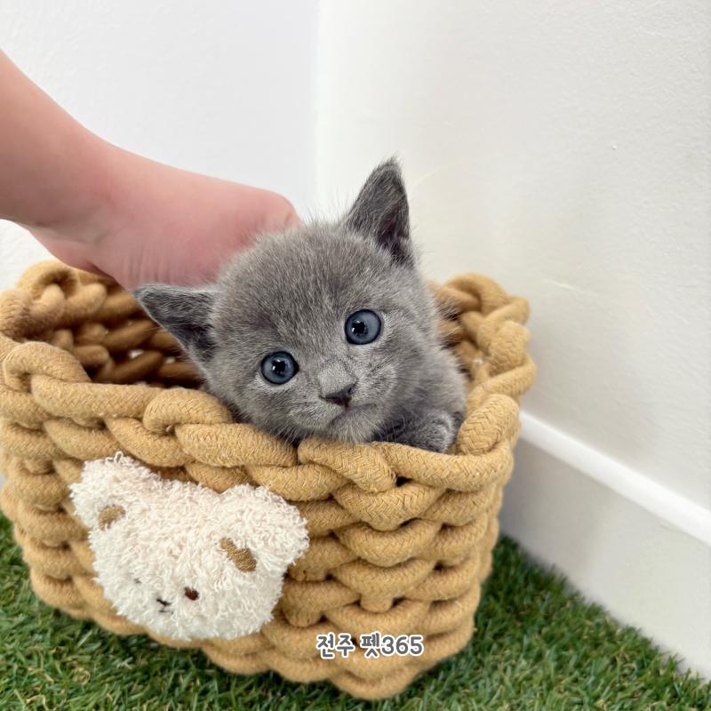 러시안블루 (로키)