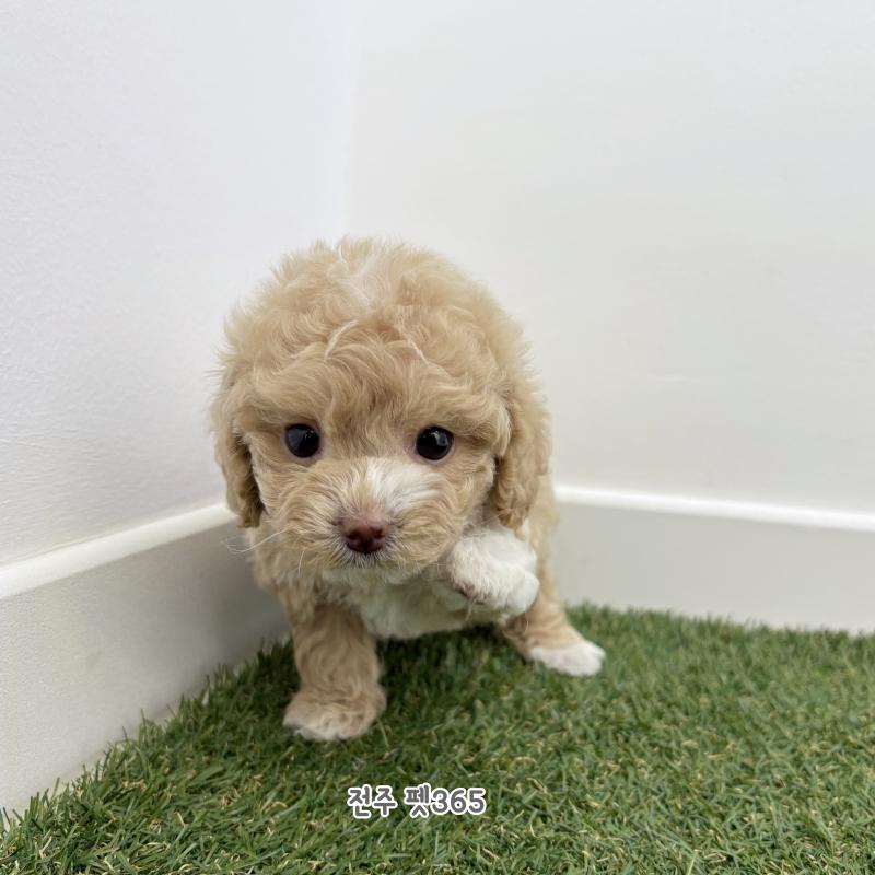 말티푸 (하임이)