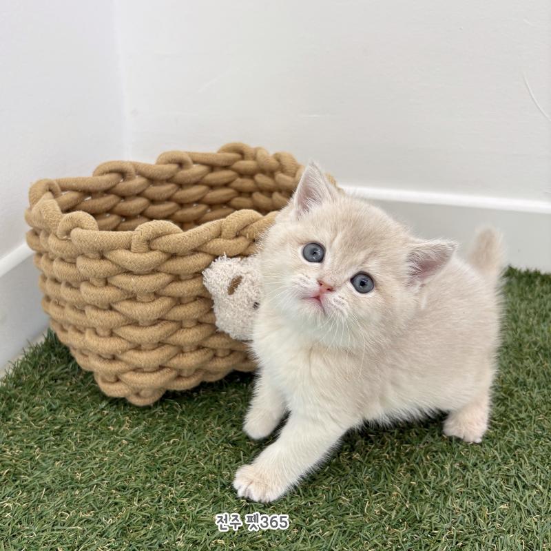 브리티쉬숏헤어 (키티)