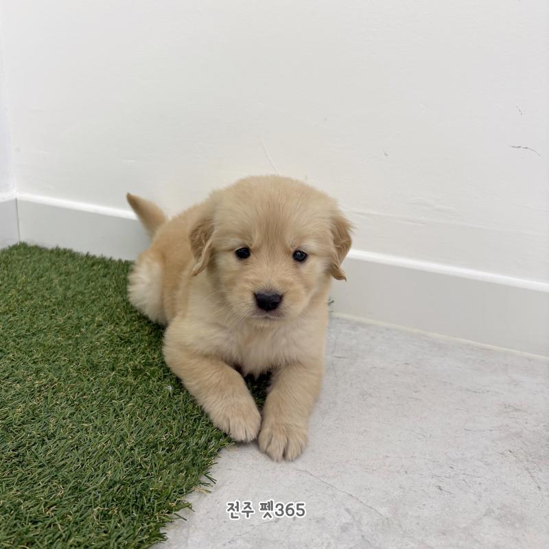 골든리트리버 (식빵이)