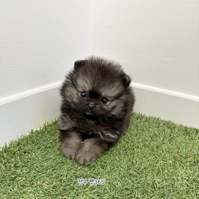 포메라니안 (핑구)