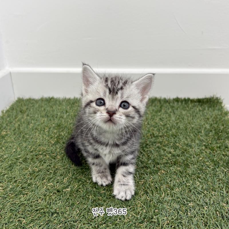 아메리칸숏헤어 (애셔)