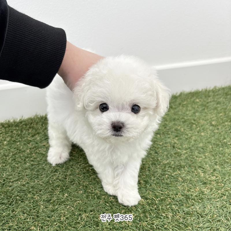 미니비숑프리제 (꼬미)