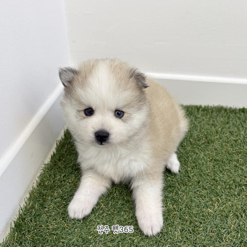 폼스키 (뚱땅이)