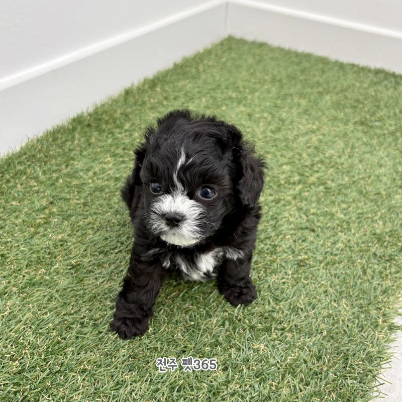 말티푸 (꼬물이)