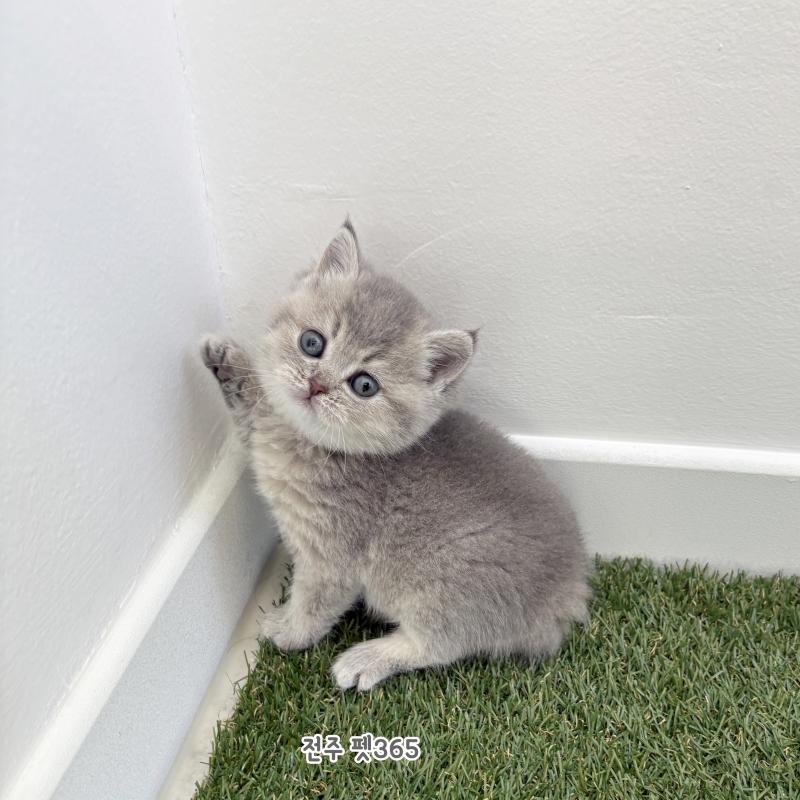 브리티쉬숏헤어 (푸딩이)