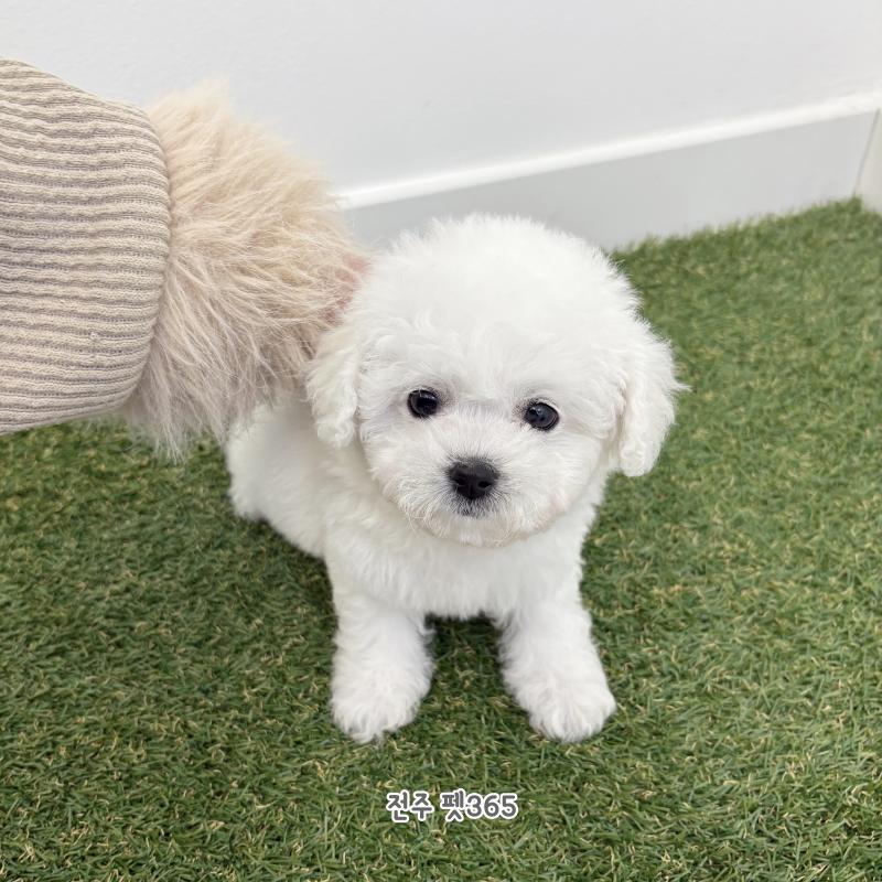 미니비숑프리제 (별이)