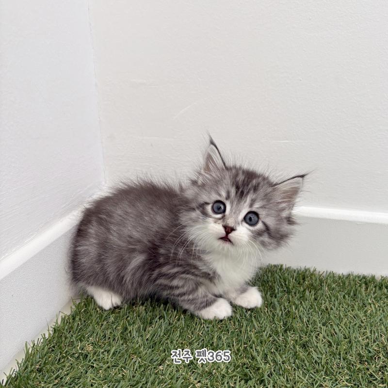 노르웨이 숲 (몰리)