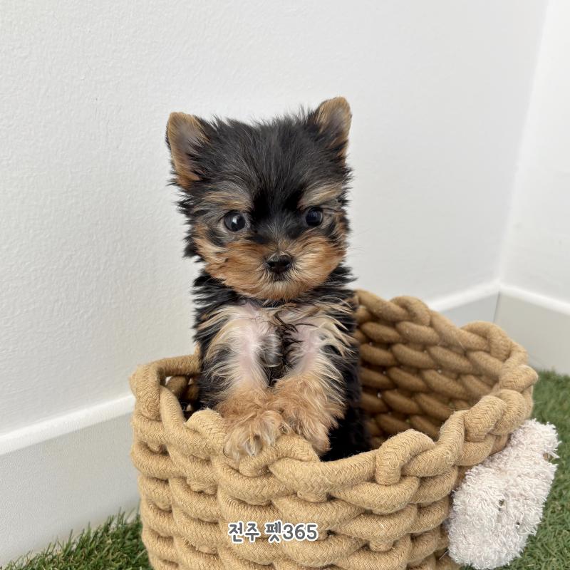 요크셔테리어 (츄잉이)